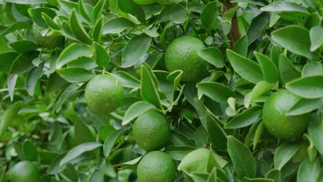 Close-up-of-a-group-of-lime-that-are-not-quite-ripe-yet-still-attached-to-a-lush-green-tree