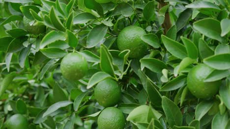 cerca de un grupo de cal que no están del todo maduros pero todavía unidos a un árbol verde exuberante