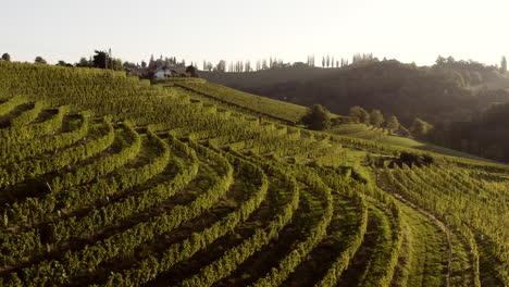 vineyard landscape in the hills