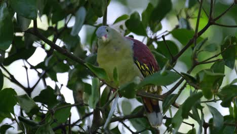 a close up of a thick-billed green pigeon treron curvirostra, wagging its tail while perching on top of a fig tree inside kaeng krachan national park in phetchaburi province, thailand