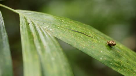 a spiny caterpillar moves across a palm leaf in natural light, showcasing its unique texture and environment