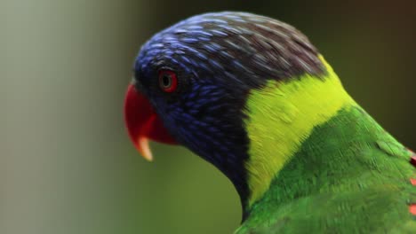 close-up of a rainbow lorikeet
