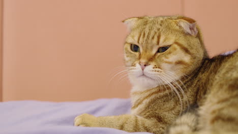 orange tabby scottish fold cat on a bed