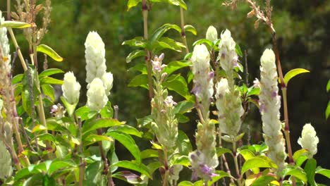 Dolly-shot-of-flowers-with-the-wind-blowing