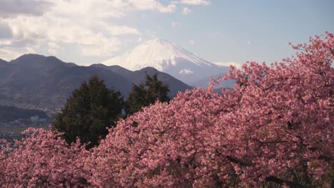 Stunning-view-of-snow-capped-Mount-Fuji-and-pink-Sakura-cherry-blossoms
