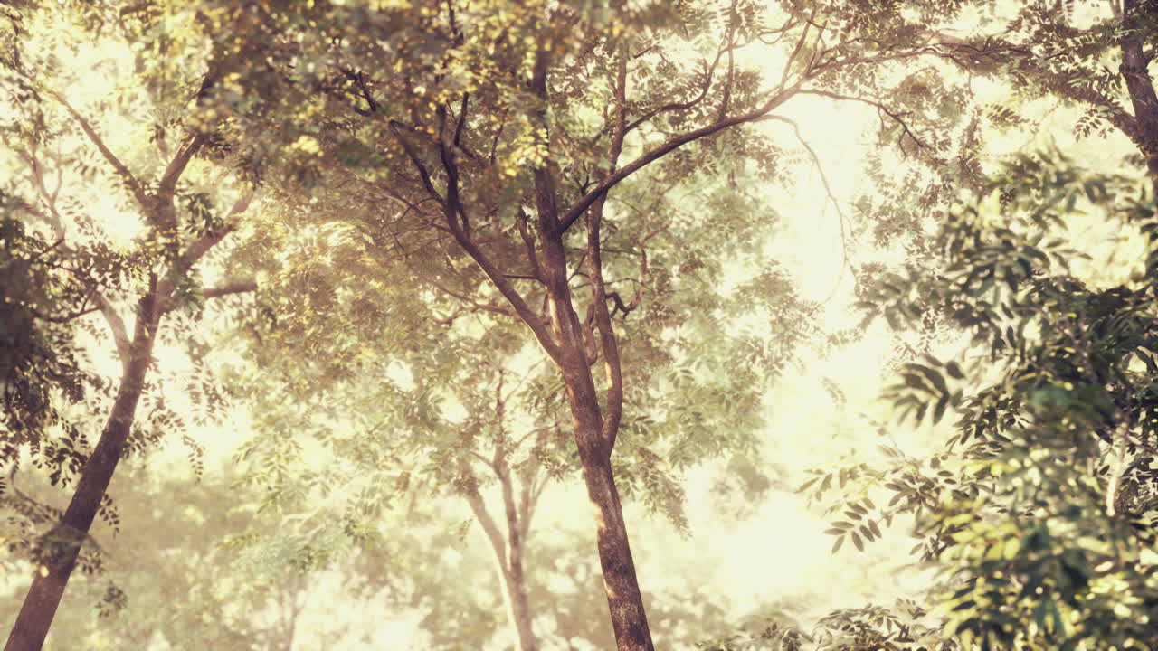 아침에 태양 광선과 렌즈 플레어와 함께 다채로운 신비로운 숲