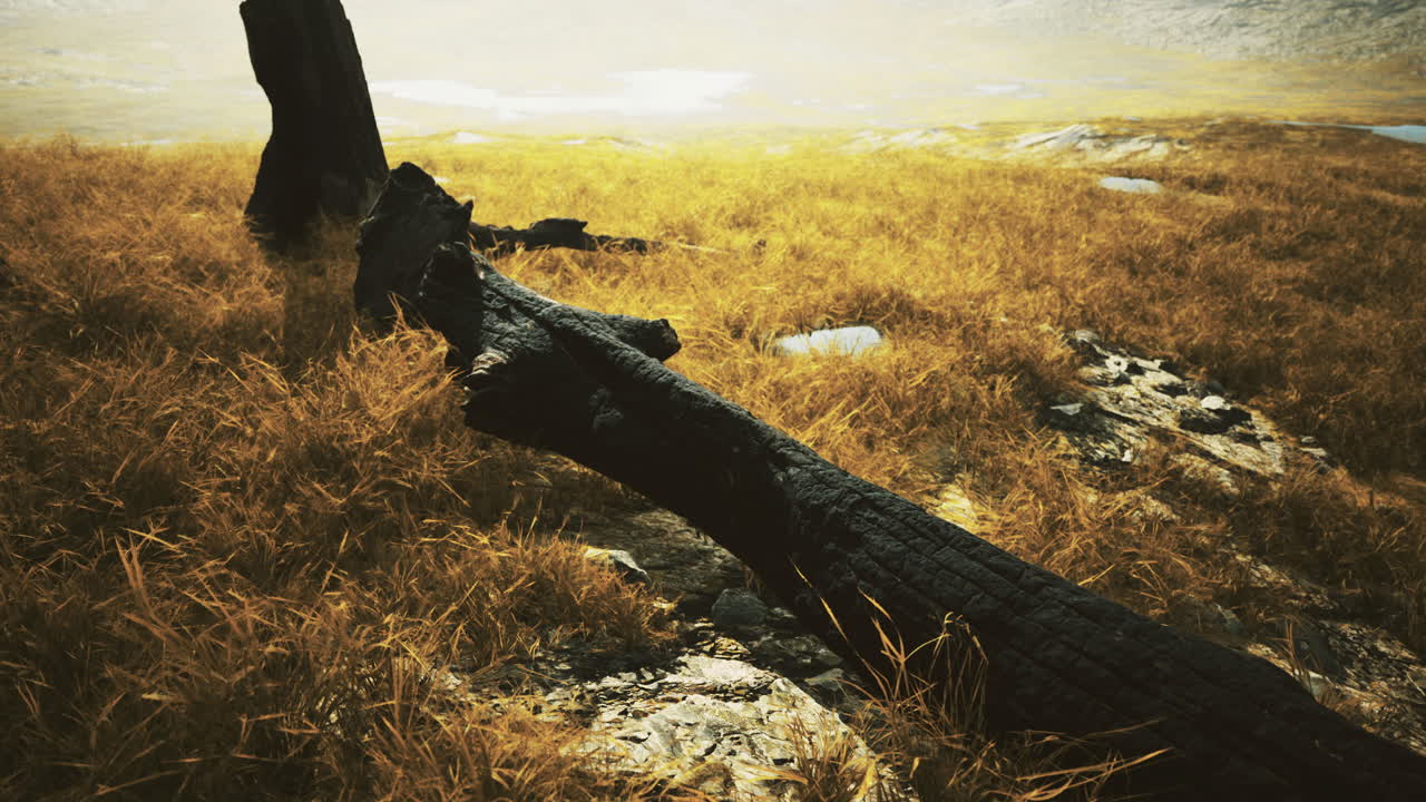 Fallen tree trunk surrounded by golden grass in a serene landscape