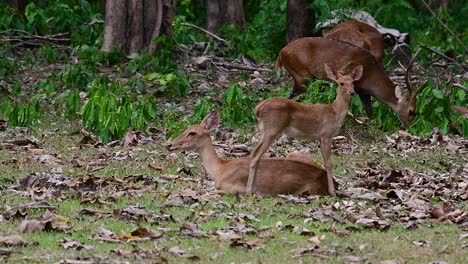 El-Ciervo-Del-Campo-Es-Una-Especie-En-Peligro-De-Extinción-Debido-A-La-Pérdida-De-Hábitat-Y-La-Caza