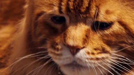 close up portrait of tabby maine coon cat