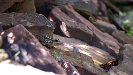 a pickerel frog sits by a pond inflating his throat sac