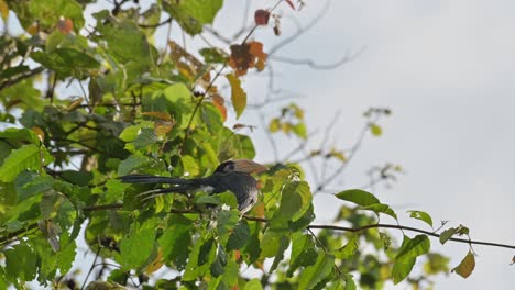 visto mirando hacia la derecha mientras se baña bajo el sol de la mañana en el parque nacional de kaeng krachan, oriental pied hornbill anthracoceros albirostris, tailandia
