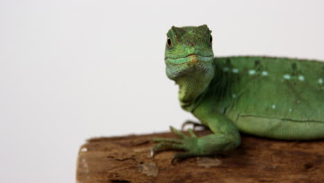 basilisco verde jesus lizard mira hacia la cámara curiosamente - fondo blanco - cerrar
