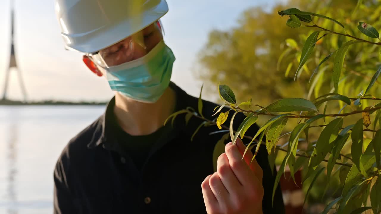 Inspector rubs tree leaves during golden hour field check for environmental contamination