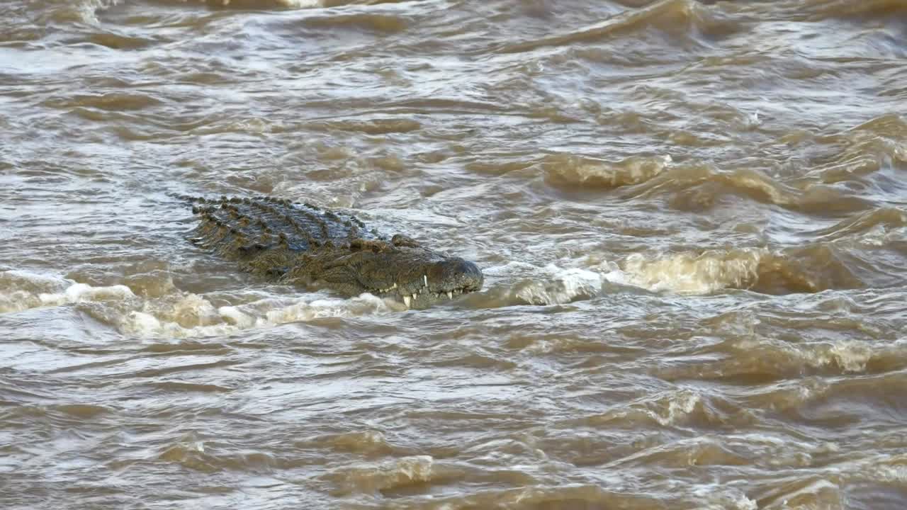vista frontal de un cocodrilo nadando en el río mara