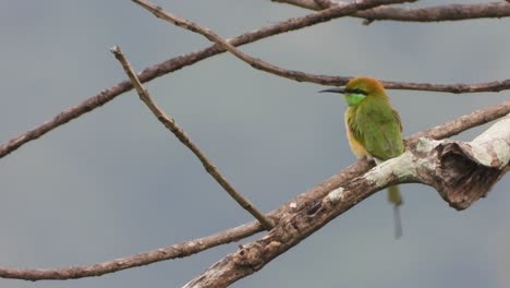 Abeja-Eater-En-Arbol-Uhd-Mp4-4k-Video-..