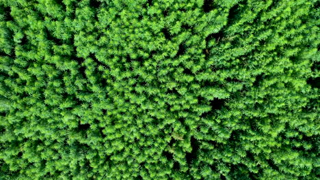 aerial: camera down shot of vast waving green cannabis weed or hemp plants field on a brigt day