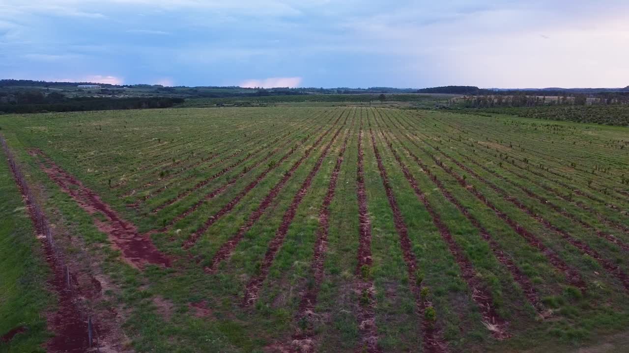 Aerial Tour of Yerba Mate Plantation at Sunset, Ap&oacute;stoles, Argentina