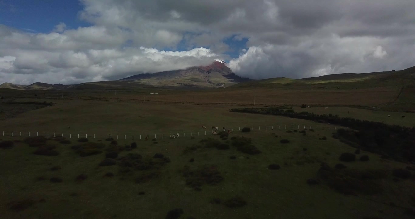 Drone che si allontana dal vulcano Cotopaxi con un gregge di lama al pascolo.