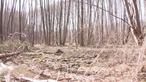 swamp branches and water forest