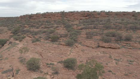 Árboles-Verdes-Que-Crecen-En-El-Desierto-De-Arenisca-Roja-En-Kings-Canyon-Rim-Walk