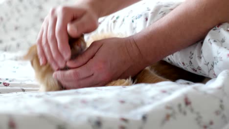 cute ginger cat lying in bed. men strokes fluffy pet and cover it with blanket, it purrs