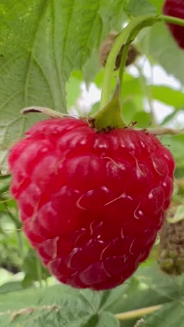 Fresh Red Raspberries Growing Beautifully on the Vine Ready for Picking and Enjoying. A stunning closeup of a perfectly ripe raspberry showcasing its exceptionally vibrant red color and detailed texture