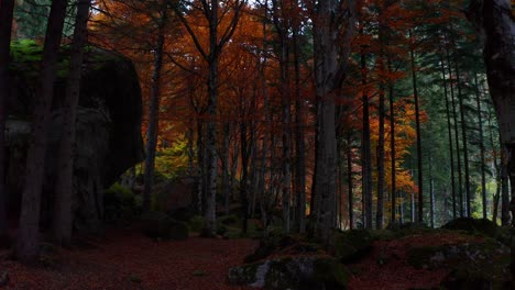 Slow-Dolly-Back-With-Tilt-Up-View-Of-Red-Orange-Autumnal-Woodlands-Forest-Of-Bagni-di-Masino