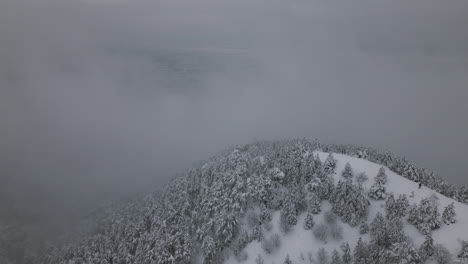 aerial footage of snow in forest