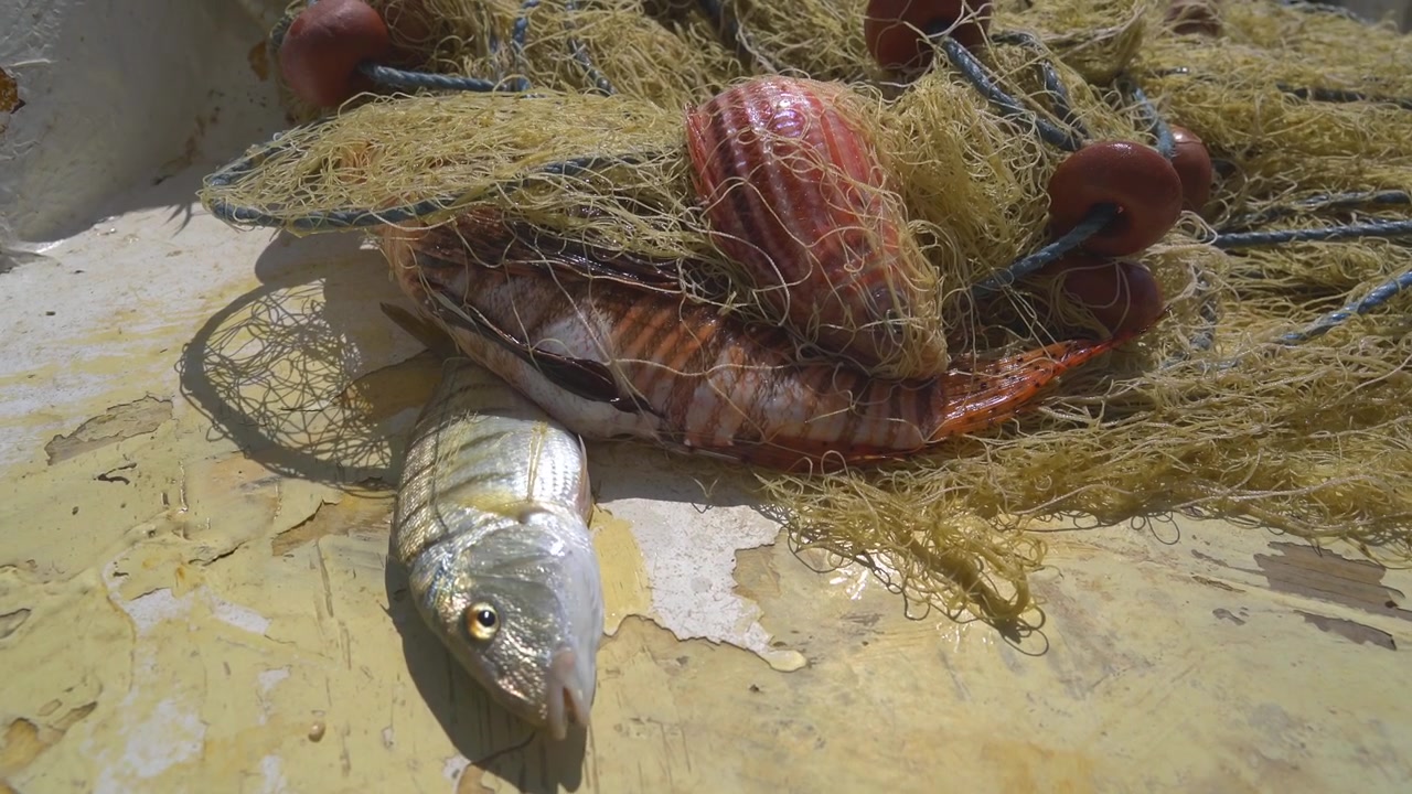 Cá mới đánh bắt và lưới đánh cá trên boong thuyền