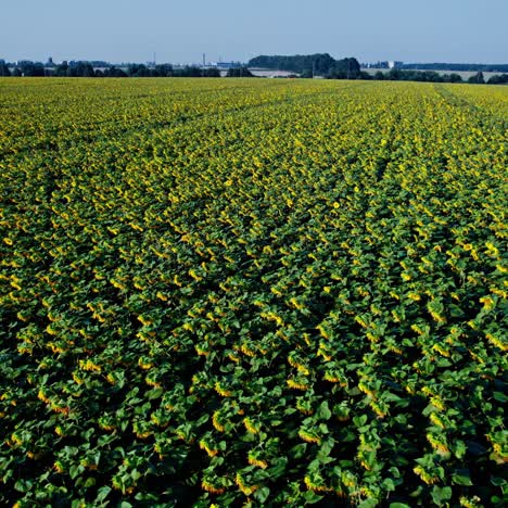 un vasto campo de girasoles