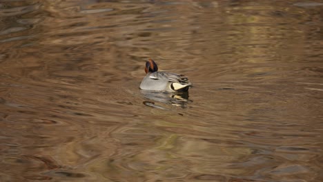 male eurasian teal drake dabbling in stream foraging in shallow water at sunset soft light