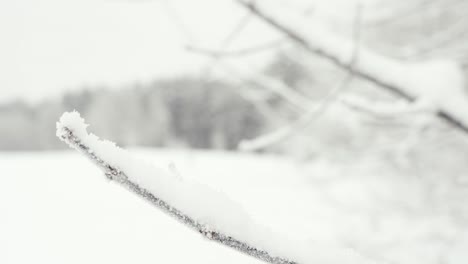 winter white heavy snow landscape, rack focus to frozen leafless branch tree