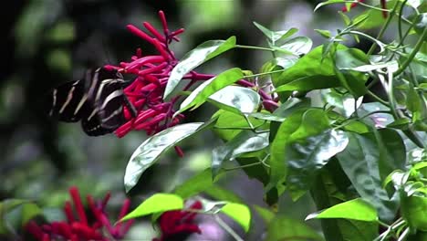 a zebra butterfly hovers near branches 1