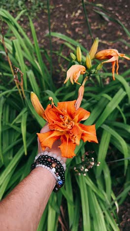 lirio en un jardín con una pulsera de naranja
