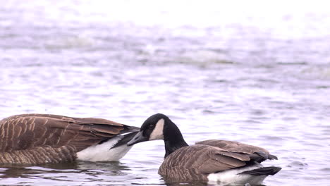 ganada goose swiming on a frozen lake