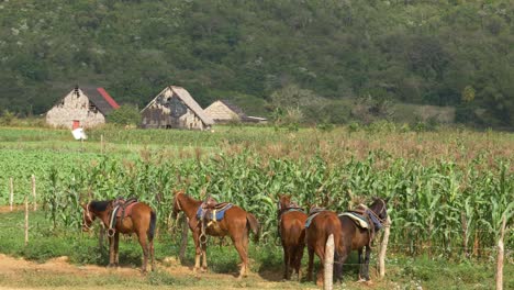 horses next to corn field