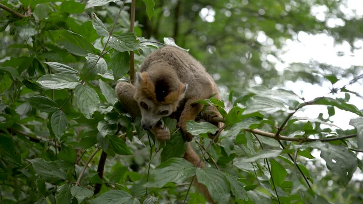 Un lemure coronato (Eulemur coronatus) seduto sugli alberi in natura e che mangia foglie, Apehnheul, Apeldoorn, Paesi Bassi.