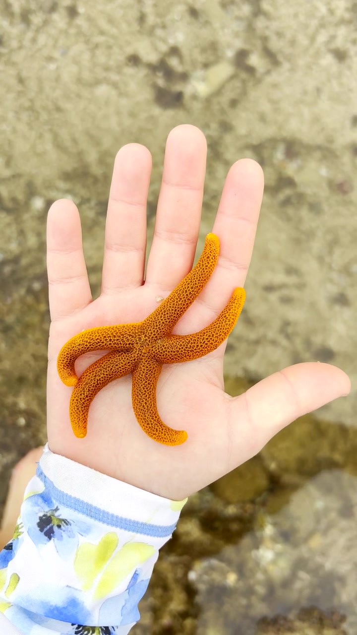Verticale. POV dall'alto di un bambino che tiene una graziosa stella marina arancione in mano sulla costa.