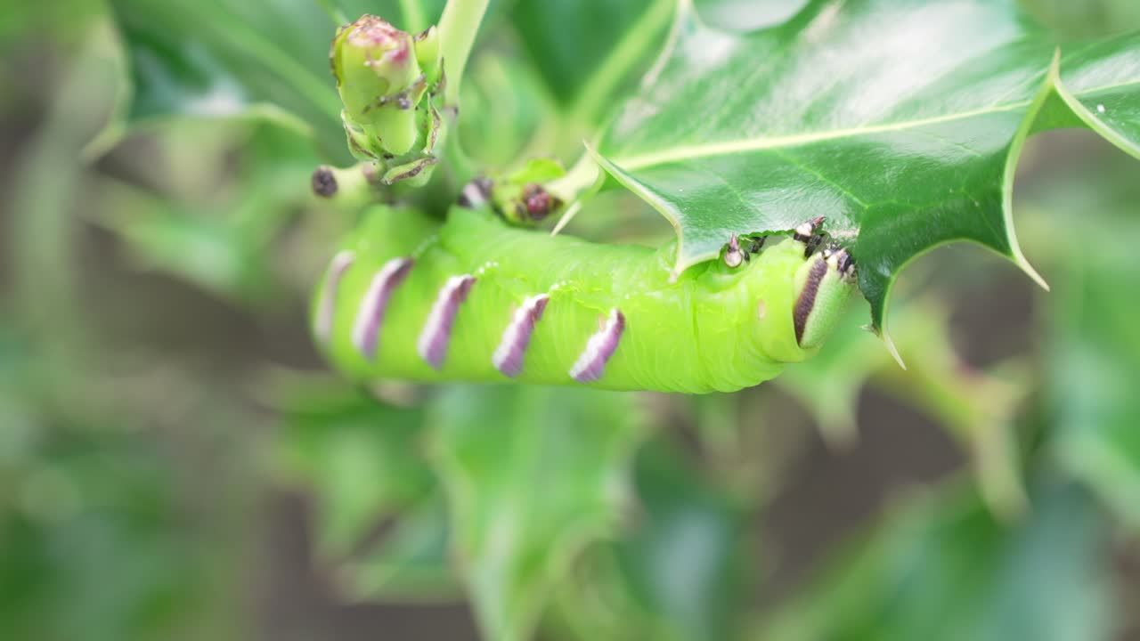The Sphinx ligustri Caterpillar eating a leave in slowmotion
