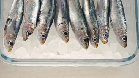 fresh sardines on ice