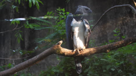 harpy eagle on a branch in french guiana zoo. day time