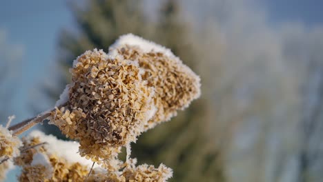 withered large petal hydrangea flowers on a cold winter morning. frost on dried flowers. plants in morning frost.