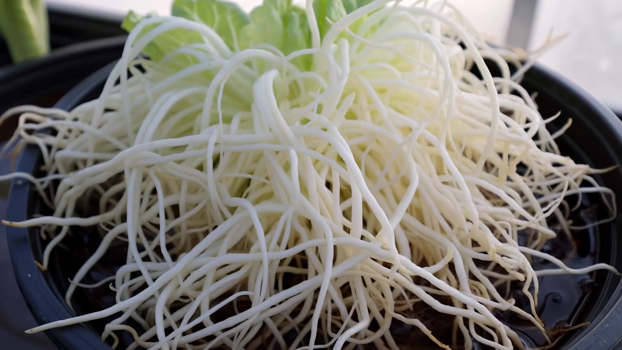 Escena de comida en primer plano con brotes o raíces pálidas y blancas enredadas dentro de un cuenco redondo oscuro, con hojas verdes frescas que brotan de la parte superior bajo la luz suave del día, textura crujiente, fondo limpio, mercado natural.