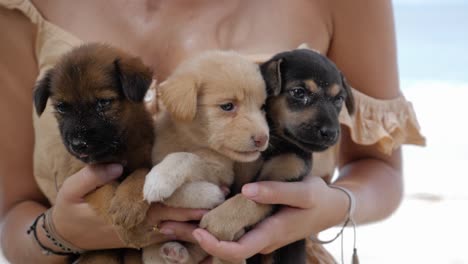 toma en cámara ultra lenta de tres lindos cachorros de playa retenidos por una mujer en la playa en la isla de asu, norte de sumatra, indonesia