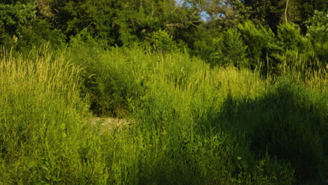 dense grass overgrown by the lakeshore