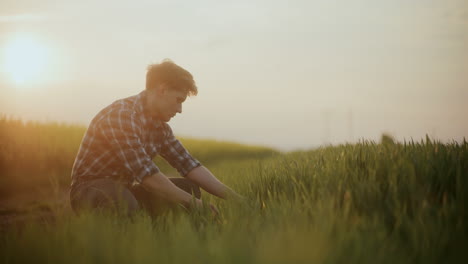 Farmer-Examining-Grass-In-Farm