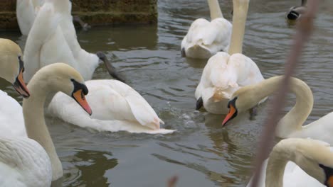 un primer plano de cisnes blancos que se alimentan de agua en el frío reino unido