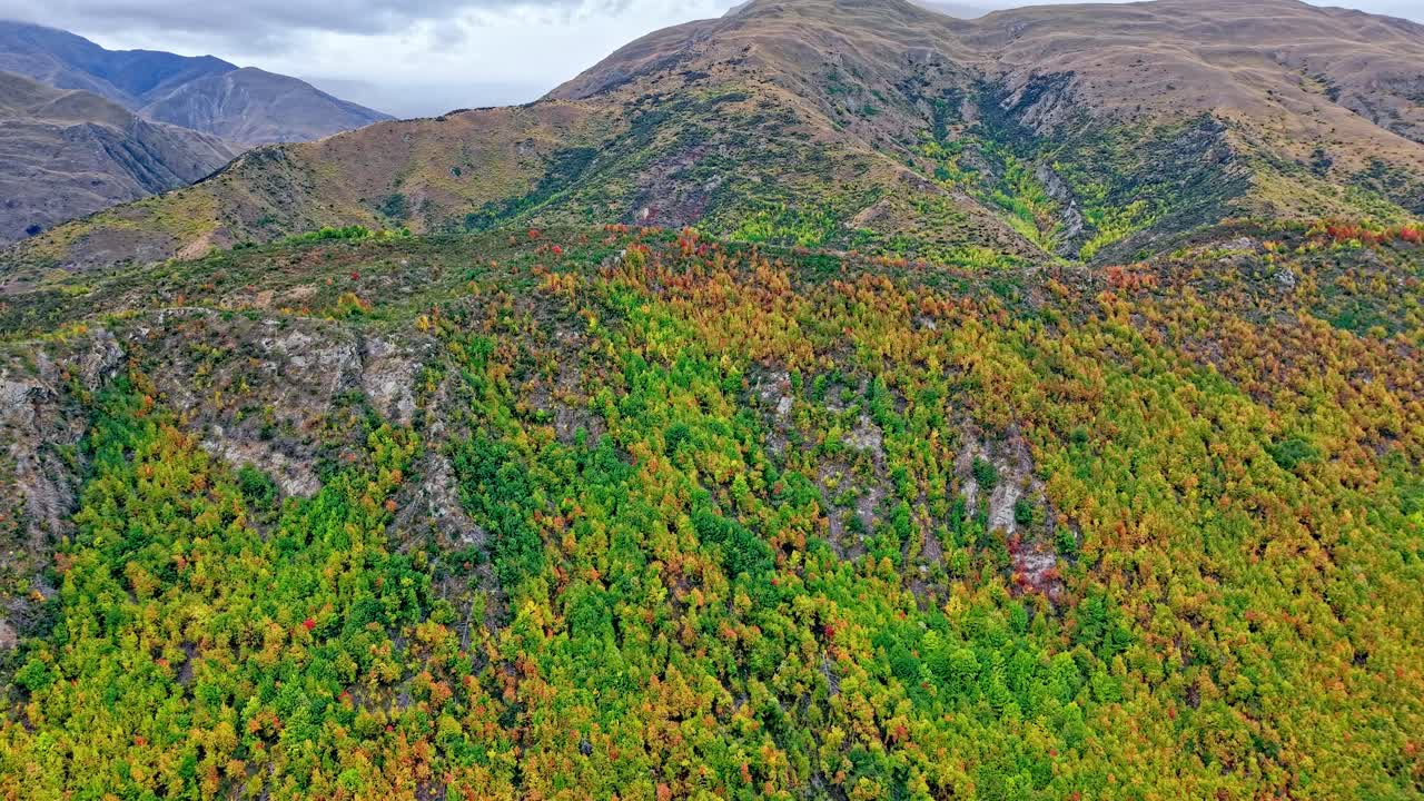 Drone flies backward, unveiling the mountains surrounding Arrowtown, ablaze with autumn colors—greens, yellows, reds, and oranges under a cloudy sky