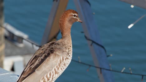 a wild duck stands on a metal railing above water, then suddenly takes off in daylight. static camera, sharp focus, natural outdoor lighting