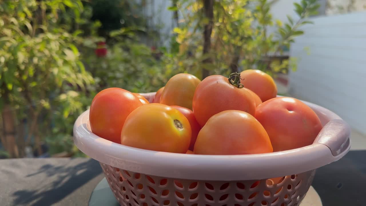Nærbillede af modne tomater på en drejeskive, der roterer jævnt i en plastikdørslagsskål, hvor varmt sollys afslører røde og orange nuancer med blød, grøn have, der er sløret i baggrunden